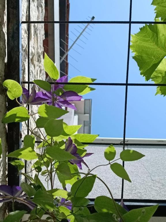 Apartman Alida Podgora Bagian luar foto